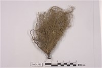 藏品(紅皮菘蘿)的圖片